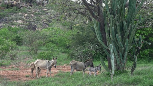 Três jumentos em área de caatinga