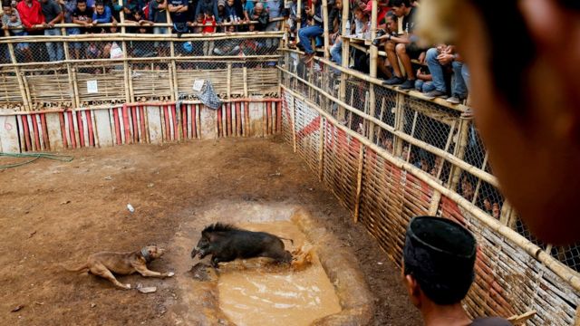 Adu bagong, duel 'mengerikan' babi hutan dan anjing dilarang Pemda Jawa