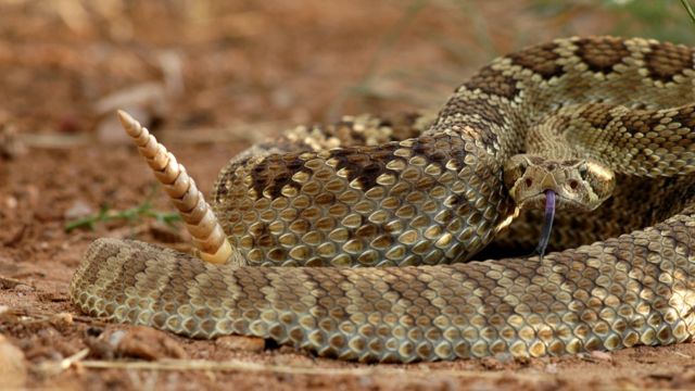 Serpiente de cascabel del Mojave verde
