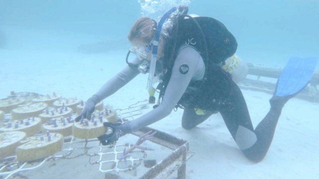 Mergulhadora organizando suportes no fundo do mar