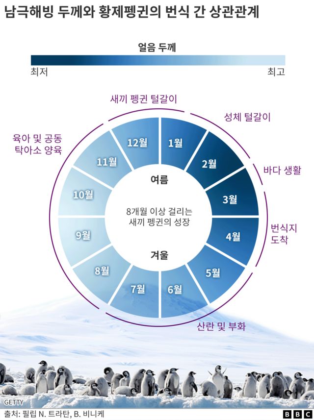 남극해빙 두께와 황제펭귄의 번식 간 상관관계를 표현한 그래픽