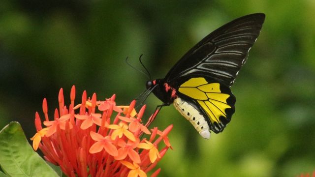 பட்டாம்பூச்சி