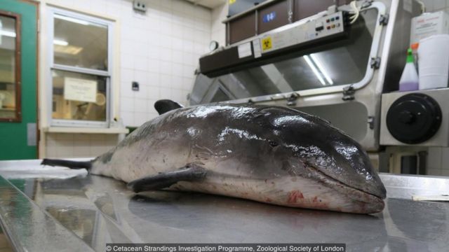 73+ 图片 色情 海洋 生物 新的 6 解密海豚之死的“犯罪现场”调查员- BBC 英伦网