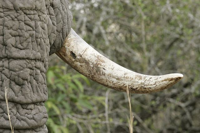 Um close da presa de um elefante