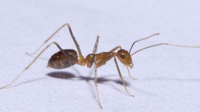 النمل الأصفر المجنون