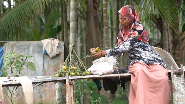 Perempuan Aceh Panjat 60 Pohon Pinang Sehari Demi Hidupi Keluarga Bbc 