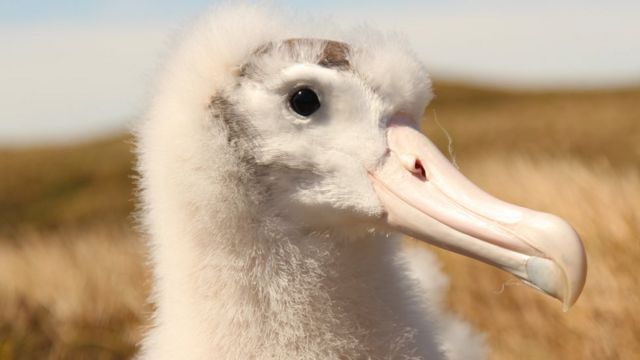 O rato gigante que ameaça de extinção espécie de albatroz - BBC