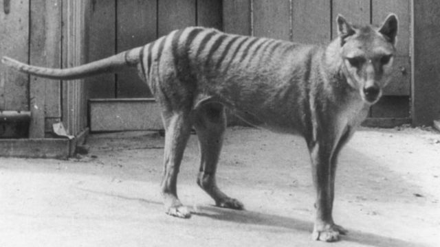 Remains of last Tasmanian tiger thought lost are found in drawer after 85 years 2 One of the last known Tasmanian tigers pictured at Hobart Zoo