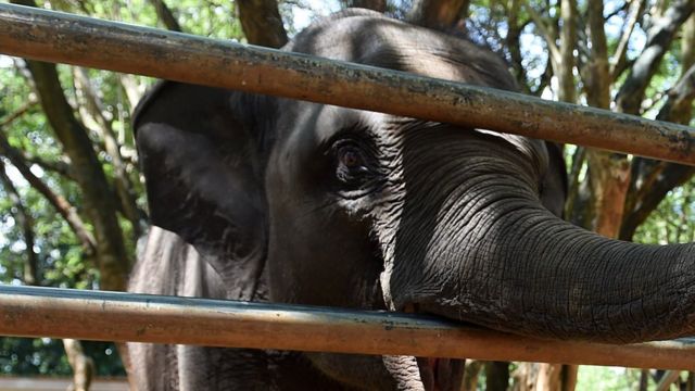 'නීති විරෝධී අලි': හිටපු විනිසුරු තිලිණගේ ඇප නියෝගය අත්හිටුවයි