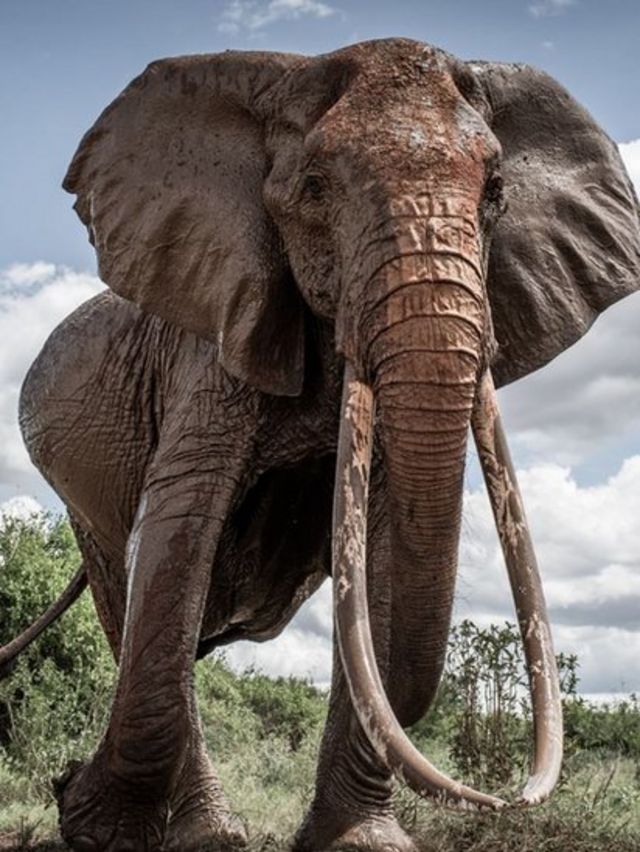 像这头具有标志性的母象的象牙没有着地。(photo:BBC)