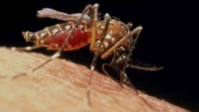 Sauro ne ke haddasa cutar malaria
