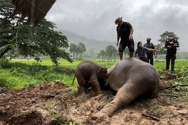 13 Temmuz 2022'de kurtarma ekipleri Tayland'da çukura düşen bir fili ve yavrusunu kurtardı. 