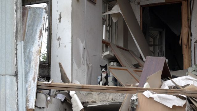 Кошка на развалинах дома в Николаеве