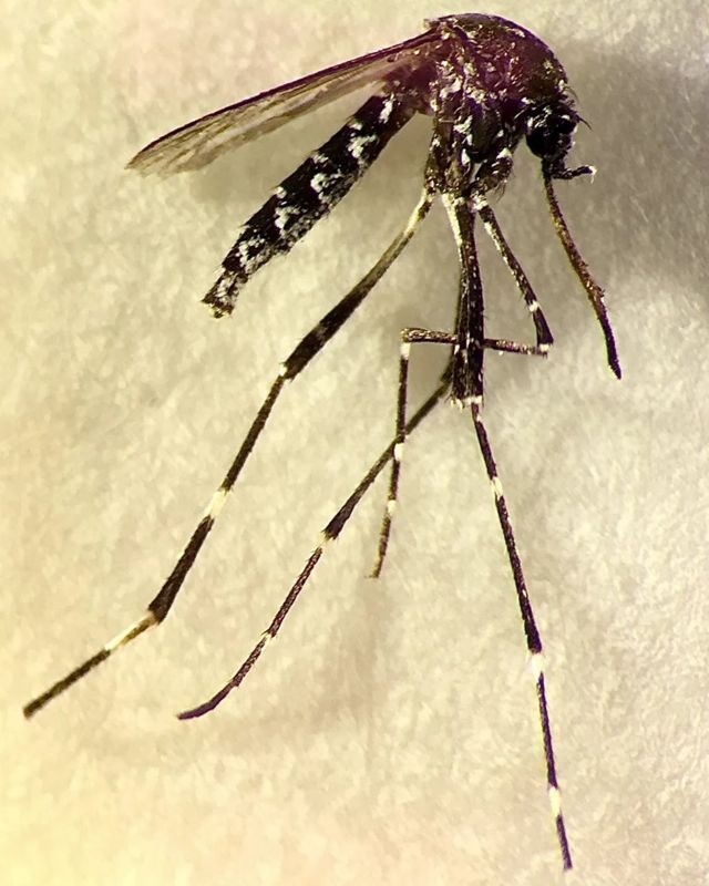 L'Aedes vittatus est également un vecteur de la dengue, de la fièvre jaune et du chikungunya et est nouveau sur le continent américain