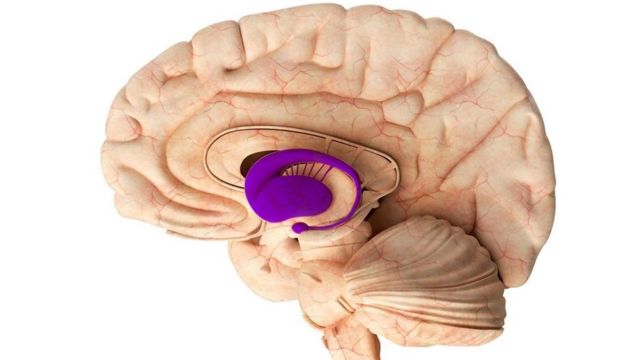 Un cerebro humano, con los ganglios basales destacados