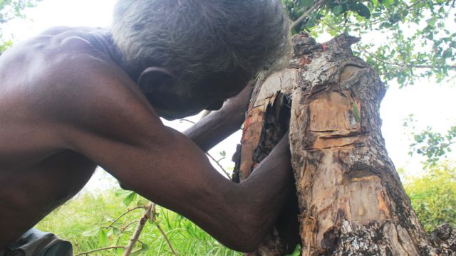 இலங்கை ஆதிகுடி வேடுவர் நிலை