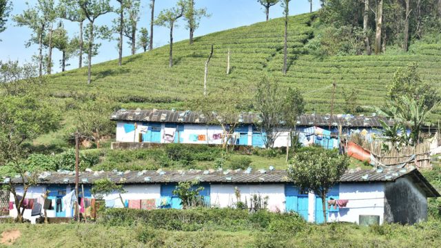 மாஞ்சோலை எஸ்டேட் - இன்றைய நிலை