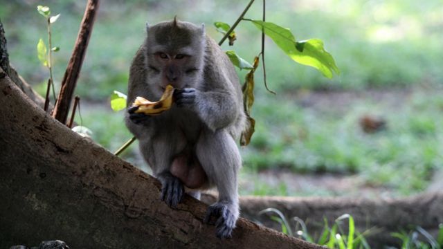 Monyet lagi makan