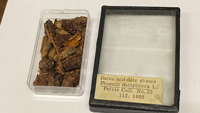 Semillas y partes de frutos de palmas dátiles de cerca de 2.000 años hallados por el arqueólogo Flinders Petrie alrededor de 1920 en Luxor, parte de la Colección de Botánica Económica en Kew Gardens