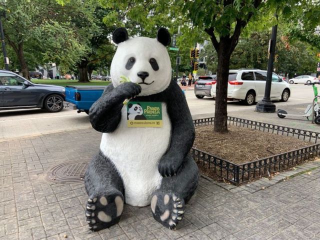 Un panda promocionando la despedida de los osos de Washington