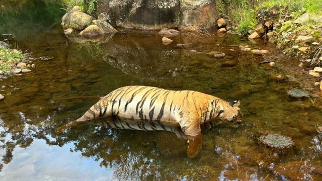 இறந்த புலி