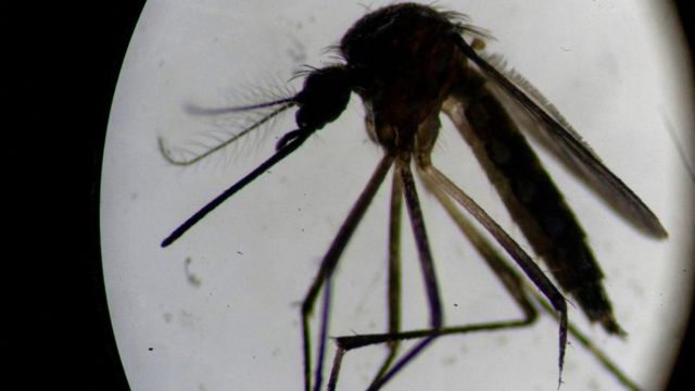 Mosquito analizado en un laboratorio