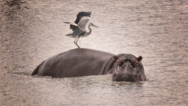 बगुला