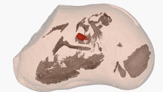 The researchers scanned inside the rocks to find a liver, stomach, intestine and heart, shown in red.