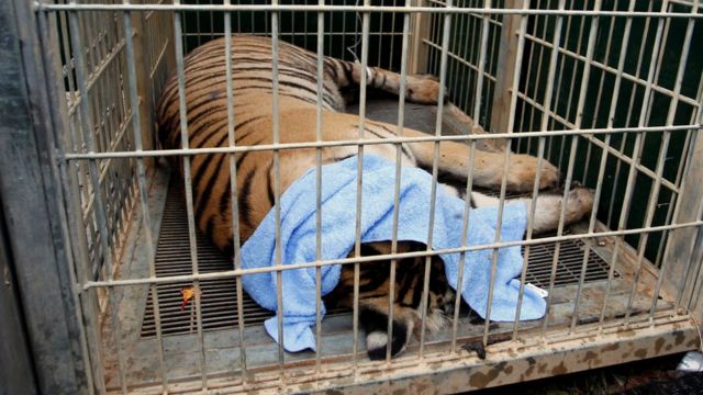 A sedated tiger is seen in a cage as officials start moving tigers from Thailand"s controversial Tiger Temple