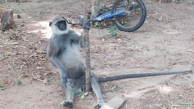 இலங்கையில் வாழ்விடம் அற்றுப்போன தொங்குமான்