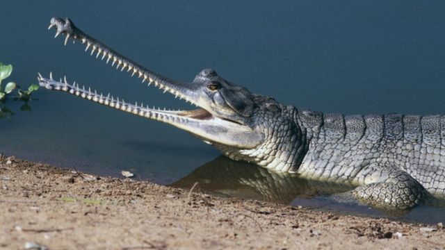 Crocodiles and gharials are getting bizarre orange 'tans' in Nepal. Here's  why.