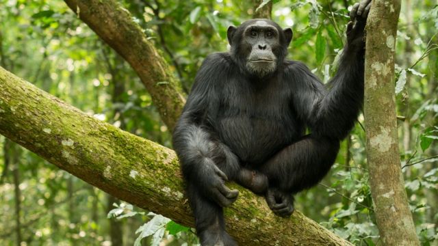 Chimpancé en África