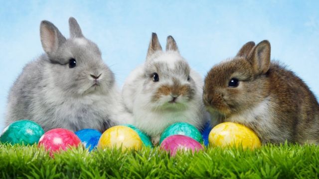 Rabbits sitting behind some Easter eggs
