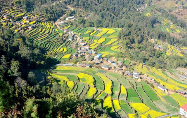 तोरी र गहुँबालीले रमणीय देखिएको बागलुङको भान्सा गाउँ