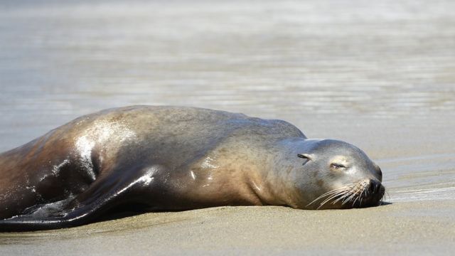 Qué está matando a los leones marinos en las costas de California? - BBC  News Mundo