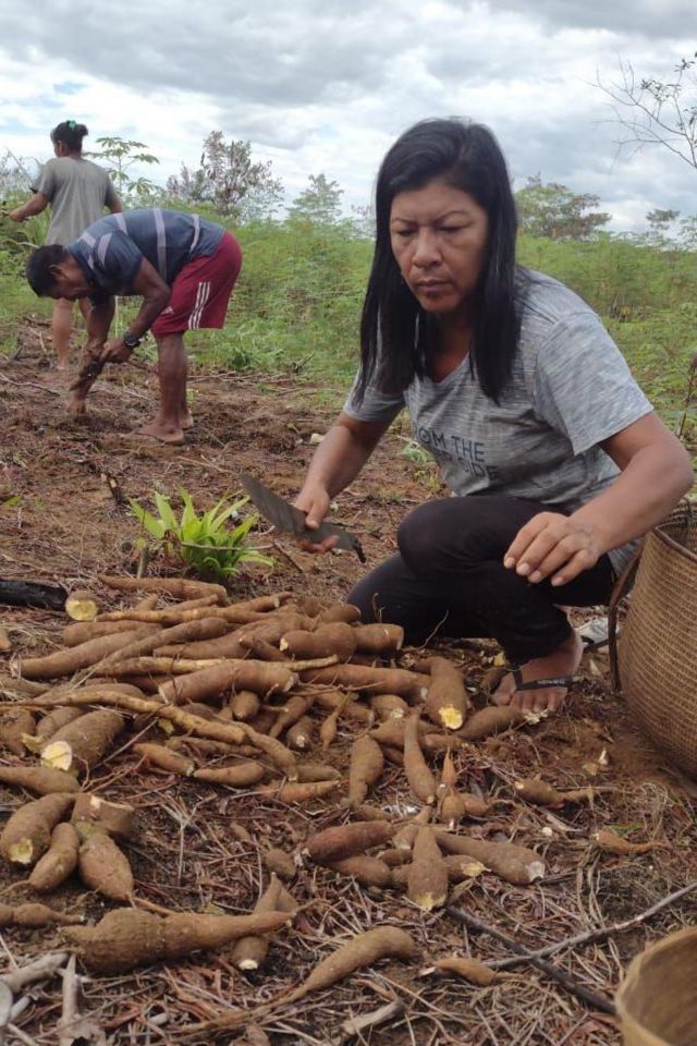 Almerinda Ramos em plantação de mandioca