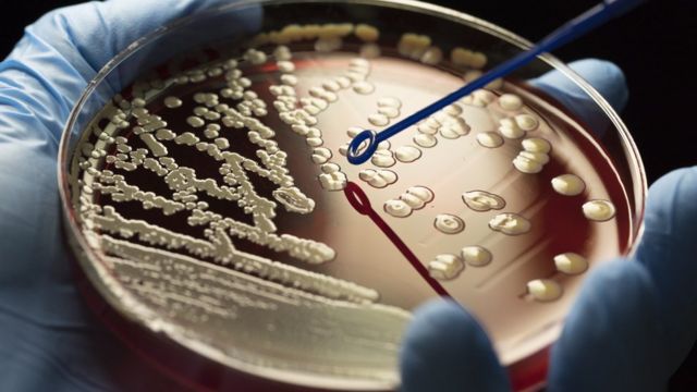 ஆய்வகங்களில் உருவாக்கப்படும் செயற்கை உயிரிகள்