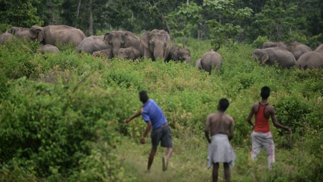 Gajah Gajah Yang Stres Karena Dikejar Dan Diusir Manusia Bbc News 