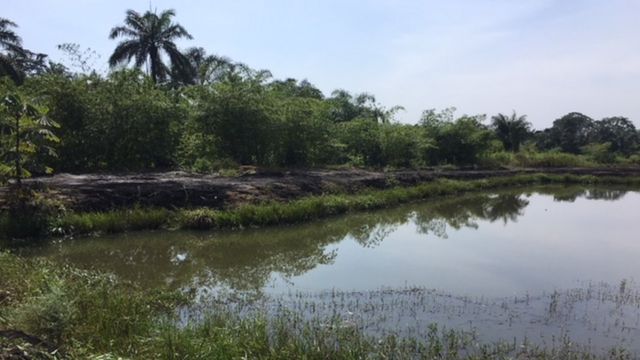 Di Ogoni community wey no dey fit swim or fish for dia river - BBC News ...