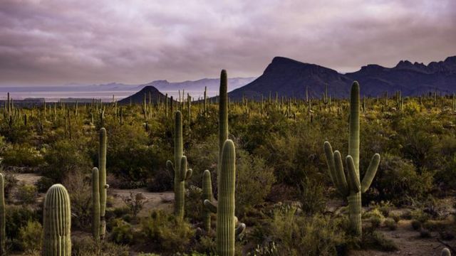 Cactos saguaro