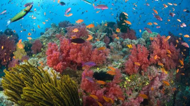 تقع بعض أروع المناظر الطبيعية في فيجي تحت المياه الزرقاء التي تحيط بالجزر البالغ عددها 333 جزيرة