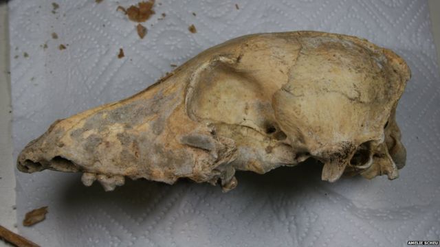 Ancient dog skull