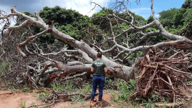 Fiscal diante de árvores do Cerrado arrancadas e com raízes expostas