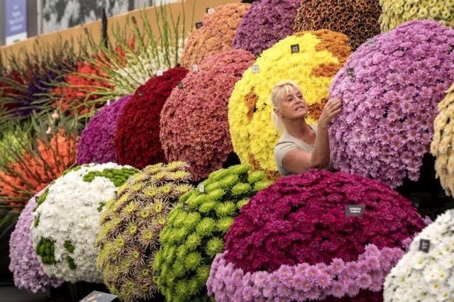 Seorang pekerja merapikan tampilan bunga di RHS Chelsea Flower Show tahun ini di London.