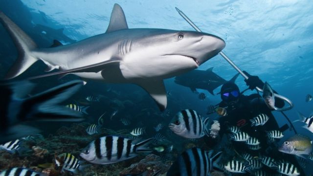 Tubaroes Estao Funcionalmente Extintos Em 20 Dos Recifes Diz Pesquisa Bbc News Brasil