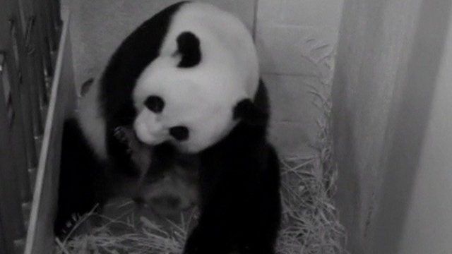 Mei Xiang snubs smaller cub as she cares for larger one - BBC News