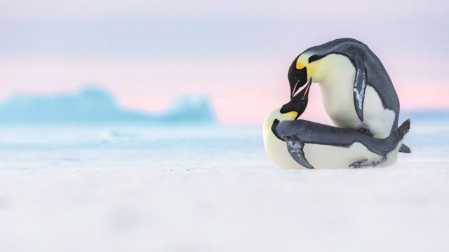 Два пингвина играют друг с другом