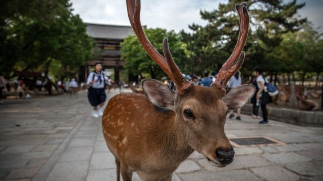 奈良のシカ レジ袋を食べて死亡 過去4カ月で9頭 Bbcニュース