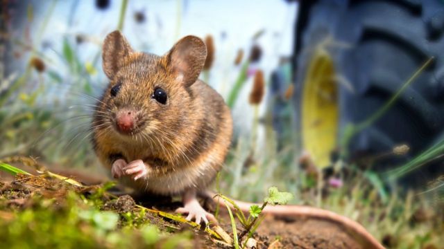 科学家发现人鼠“同居”始于农业社会前- BBC News 中文
