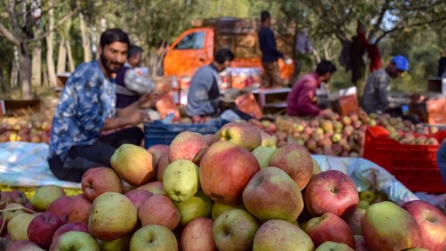 Recolectores de manzanas en el campo